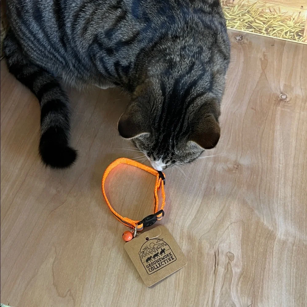 Cat Collar - Orange w/reflective tape, quick release, & bell